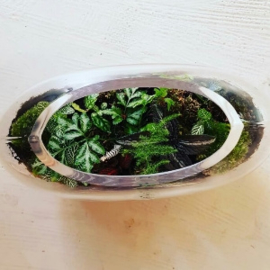 Workshop terrarium making in English