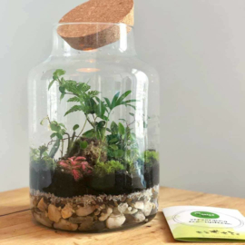 Online Workshop Eco Systeem of Terrarium maken