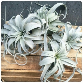 Tillandsia Xerographica