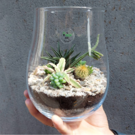 Online Workshop Eco Systeem of Terrarium maken