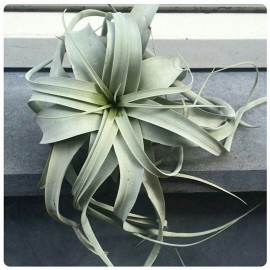 Tillandsia Xerographica