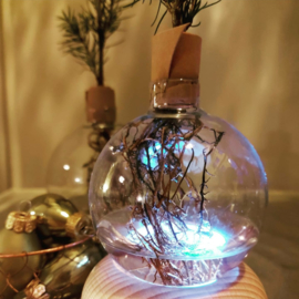 Workshop Kerstboompjes op hydrocultuur maken