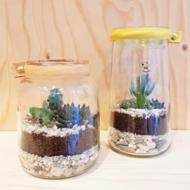 Workshop Terrarium maken