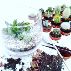 Workshop terrarium making in English