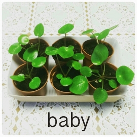 Pilea Peperomioides