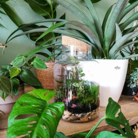 Online Workshop Eco Systeem of Terrarium maken