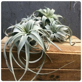 Tillandsia Xerographica