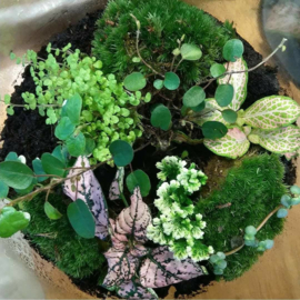 Online Workshop Eco Systeem of Terrarium maken