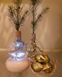 Workshop Kerstboompjes op hydrocultuur maken