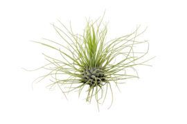 Tillandsia Argentea (airplant)