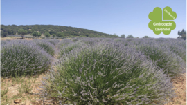 Dried Lavender Flowers 1kg