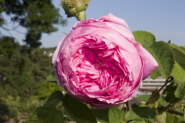 Bulgarische Rosenkönigin aller Blumen