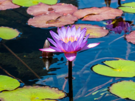 Blauwe Lotus thee - Blue Lotus tea - Lotusbloem