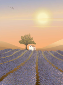 Vissevasse poster Lavender Field - 3 maten