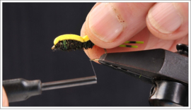 Chernobyl Ant