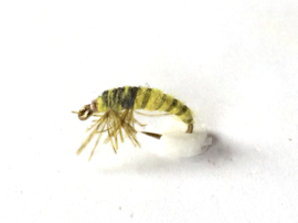 Rhyacophila nymph