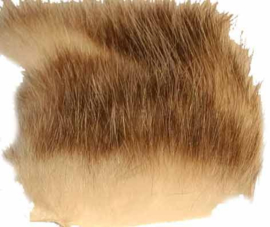 American Opossum