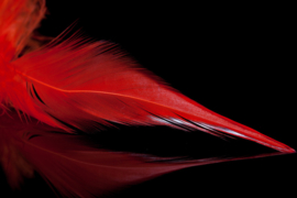 Schlappen Feathers (colors)