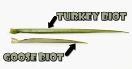 Wapsi Turkey biots