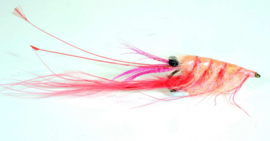 Crangon Shrimp
