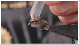 Simple Sow Bug