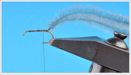 Simple Sow Bug