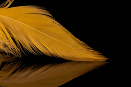 Schlappen Feathers (colors)