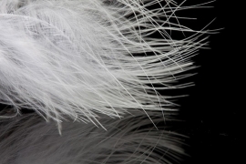 Marabou A.Jensen