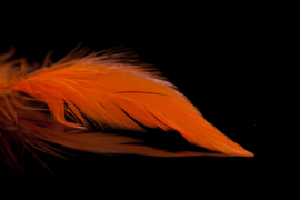 Schlappen Feathers (colors)