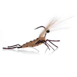 Honey shrimp