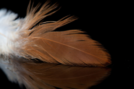 Schlappen Feathers (colors)