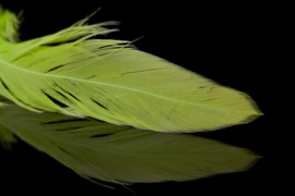 Schlappen Feathers (colors)