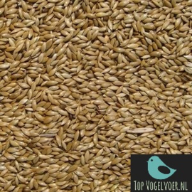 White seed/ Canary seed 1KG