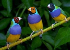 Tropische vogels