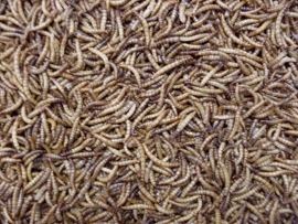Gedroogde meelwormen (100gr)