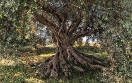 Fotobehang Olive Tree  8-531