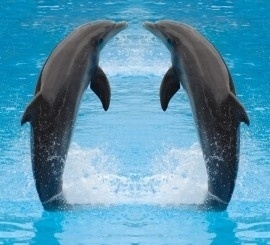 fotobehang art. 70018 Dolfijnen