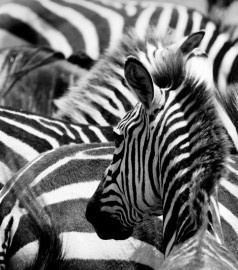 fotobehang art. 70078 Zebra