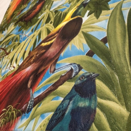 paradijsvogels behang dieren Jungle tropische stijl