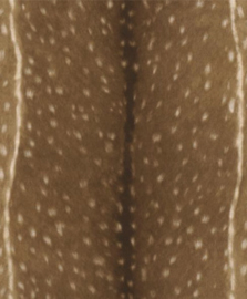 African Queen behangpapier hertenhuid