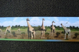 dieren giraf bruin groen behangrand zelfklevend