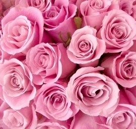 fotobehang art. 70079 Roze rozen