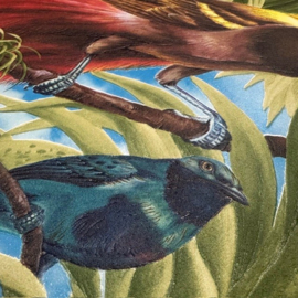 paradijsvogels behang dieren Jungle tropische stijl