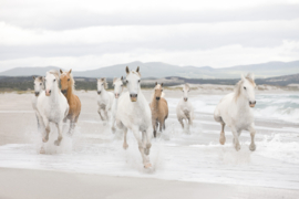 Fotobehang White Horses  8-986