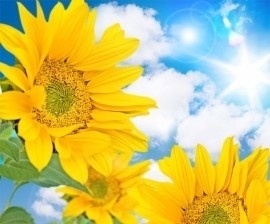 fotobehang art. 70054 Sunflower