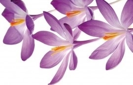 fotobehang art. 70070 Crocus