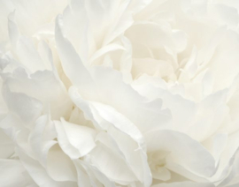 Fotobehang met grote witte bloem G78424 Collecties fotobehang