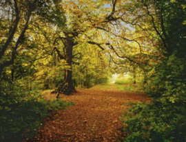 Fotobehang Autumn Forest  8-068