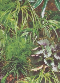 planten natuur Behang. 51123404 Reality-Noordwand