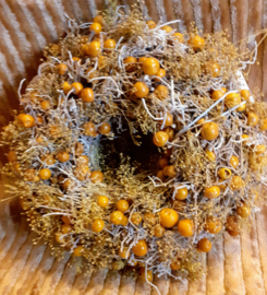 Natuurkrachten Solanum